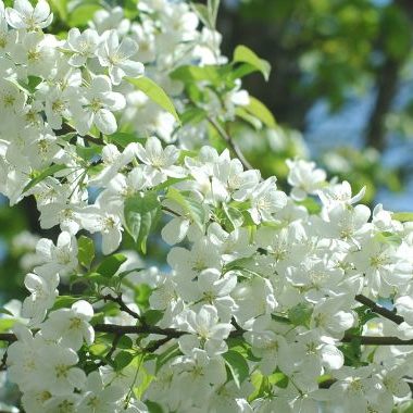 Séminaire Sagesses du printemps