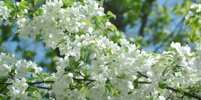 Séminaire Sagesses du printemps