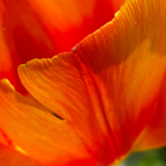 Crélynx séminaires