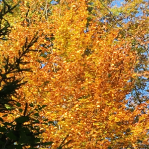 Crélynx séminaires sagesses d'automne