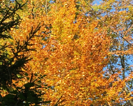 Crélynx séminaires sagesses d'automne