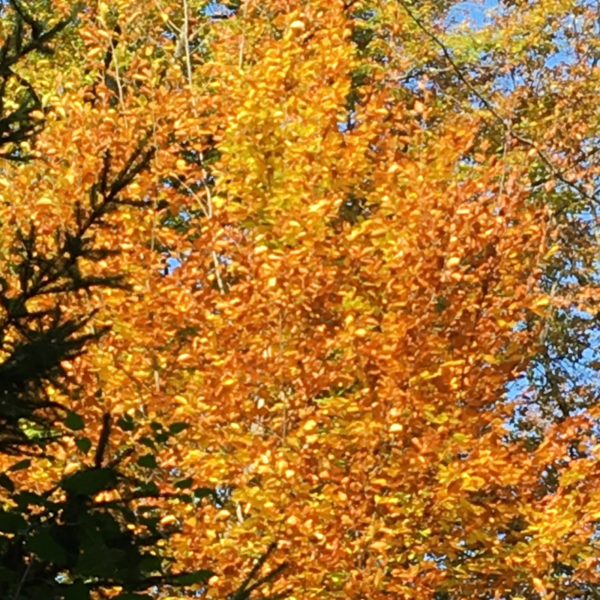 Crélynx séminaires sagesses d'automne