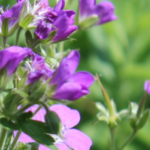 Crélynx séminaires