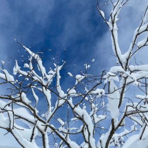 Crélynx séminaires sagesses d'hiver