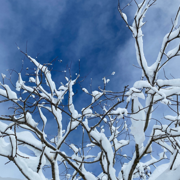 Crélynx séminaires sagesses d'hiver