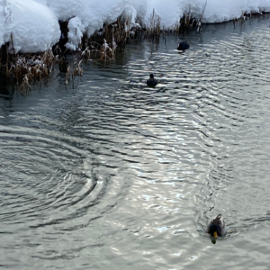 Crélynx séminaires