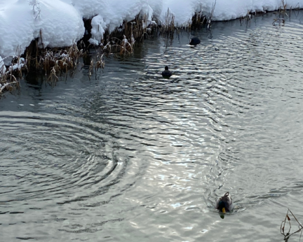Crélynx séminaires
