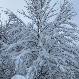 Crélynx séminaires