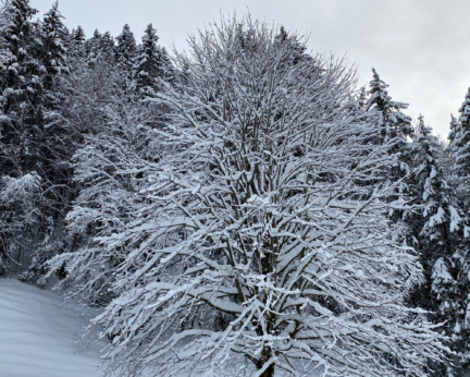Crélynx séminaires