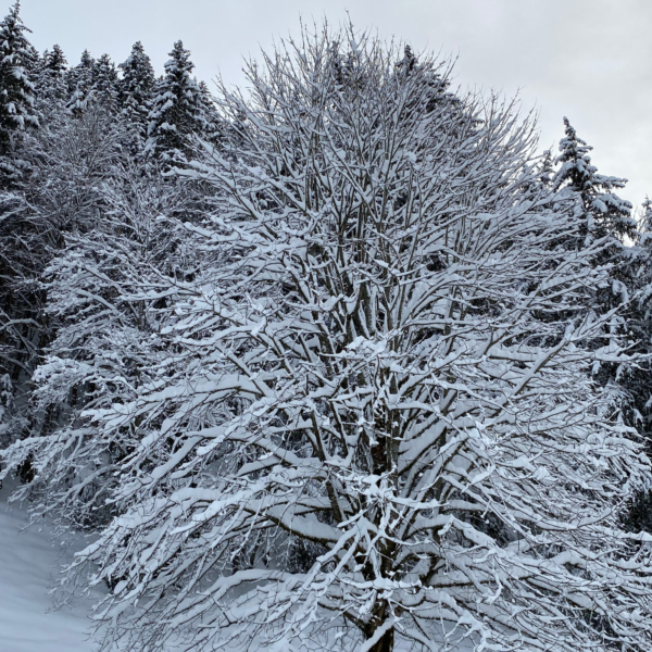 Crélynx séminaires