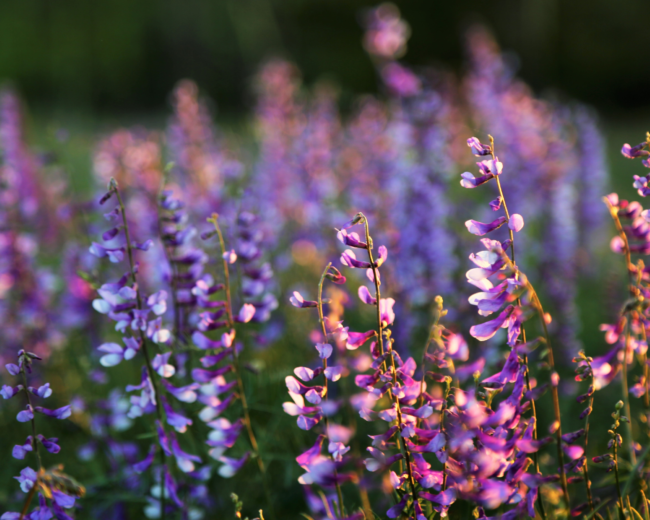 Crélynx séminaires