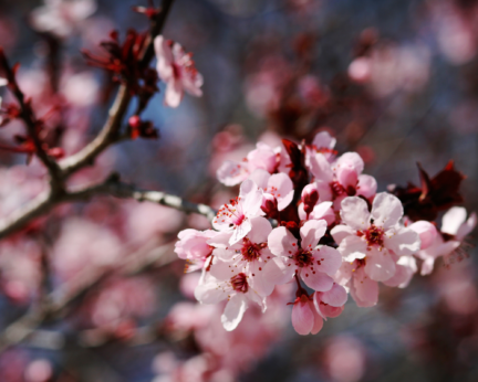 Crélynx séminaires sagesses du printemps