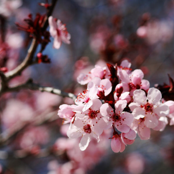 Crélynx séminaires sagesses du printemps
